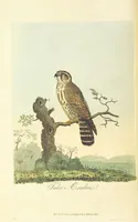 An illustration from British Ornithology; being the history, with a coloured representation of every known species of British birds (1811)