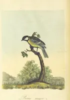 An illustration from British Ornithology; being the history, with a coloured representation of every known species of British birds (1811)