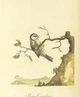 Picture 7 of 48 from British Ornithology; being the history, with a coloured representation of every known species of British birds (1811), leaf 42