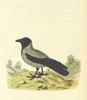 An illustration from British Ornithology; being the history, with a coloured representation of every known species of British birds (1811)