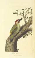 An illustration from British Ornithology; being the history, with a coloured representation of every known species of British birds (1811)