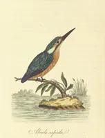 An illustration from British Ornithology; being the history, with a coloured representation of every known species of British birds (1811)