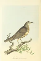 An illustration from British Ornithology; being the history, with a coloured representation of every known species of British birds (1811)