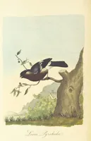 An illustration from British Ornithology; being the history, with a coloured representation of every known species of British birds (1811)