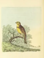 An illustration from British Ornithology; being the history, with a coloured representation of every known species of British birds (1811)