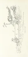 Picture 81 of 84 from China: a history of the laws, manners, and customs of the people. ... Edited by W. G. Gregor. With ... illustrations (1878), leaf 470