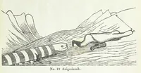 Picture 17 of 42 from Kaladlit Assilialiait; or, Woodcuts drawn and engraved by Greenlanders. [With coloured duplicates of Nos. 1 and 2 (1860), leaf 35