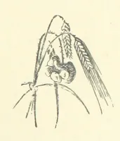 Picture 10 of 18 from A soldier born, or the adventures of a Subaltern of the 95th in the Crimea and Indian Mutiny. [A tale] ... Illustrated by W. Pearce (1886), leaf 195