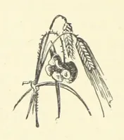 Picture 16 of 18 from A soldier born, or the adventures of a Subaltern of the 95th in the Crimea and Indian Mutiny. [A tale] ... Illustrated by W. Pearce (1886), leaf 368