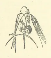 An illustration from A soldier born, or the adventures of a Subaltern of the 95th in the Crimea and Indian Mutiny. [A tale] ... Illustrated by W. Pearce (1886)