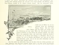 An illustration from Schleswig-Holstein meerumschlungen in Wort und Bild ... Herausgegeben von H. Haas, H. Krumm und F. Stoltenberg, etc (1896)