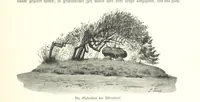 An illustration from Schleswig-Holstein meerumschlungen in Wort und Bild ... Herausgegeben von H. Haas, H. Krumm und F. Stoltenberg, etc (1896)