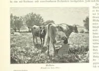An illustration from Schleswig-Holstein meerumschlungen in Wort und Bild ... Herausgegeben von H. Haas, H. Krumm und F. Stoltenberg, etc (1896)