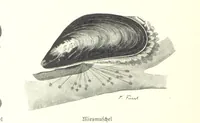 An illustration from Schleswig-Holstein meerumschlungen in Wort und Bild ... Herausgegeben von H. Haas, H. Krumm und F. Stoltenberg, etc (1896)