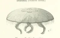 An illustration from Schleswig-Holstein meerumschlungen in Wort und Bild ... Herausgegeben von H. Haas, H. Krumm und F. Stoltenberg, etc (1896)