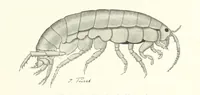 An illustration from Schleswig-Holstein meerumschlungen in Wort und Bild ... Herausgegeben von H. Haas, H. Krumm und F. Stoltenberg, etc (1896)