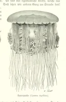 An illustration from Schleswig-Holstein meerumschlungen in Wort und Bild ... Herausgegeben von H. Haas, H. Krumm und F. Stoltenberg, etc (1896)