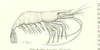 An illustration from Schleswig-Holstein meerumschlungen in Wort und Bild ... Herausgegeben von H. Haas, H. Krumm und F. Stoltenberg, etc (1896)
