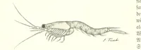 An illustration from Schleswig-Holstein meerumschlungen in Wort und Bild ... Herausgegeben von H. Haas, H. Krumm und F. Stoltenberg, etc (1896)