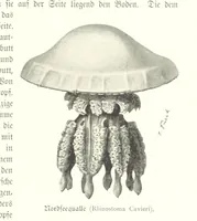 An illustration from Schleswig-Holstein meerumschlungen in Wort und Bild ... Herausgegeben von H. Haas, H. Krumm und F. Stoltenberg, etc (1896)