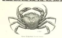 An illustration from Schleswig-Holstein meerumschlungen in Wort und Bild ... Herausgegeben von H. Haas, H. Krumm und F. Stoltenberg, etc (1896)