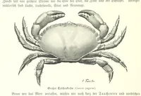 An illustration from Schleswig-Holstein meerumschlungen in Wort und Bild ... Herausgegeben von H. Haas, H. Krumm und F. Stoltenberg, etc (1896)
