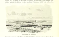 An illustration from Schleswig-Holstein meerumschlungen in Wort und Bild ... Herausgegeben von H. Haas, H. Krumm und F. Stoltenberg, etc (1896)