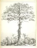 An illustration from Kolonisatie van Europeanen te Suriname. Opheffing van het pauperisme, ontwikkeling van handel en industrie, met ongeveer 90 platen (1872)