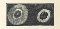 Picture 96 of 127 from The Half Hour Library of Travel, Nature and Science for young readers (1896), leaf 292