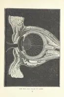 Picture 104 of 127 from The Half Hour Library of Travel, Nature and Science for young readers (1896), leaf 321