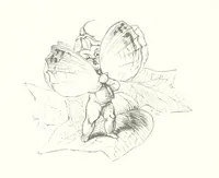 An illustration from Midsummer Eve: a fairy tale of love (1848)