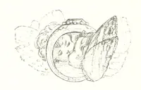 An illustration from Midsummer Eve: a fairy tale of love (1848)