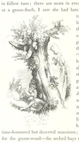 An illustration from Midsummer Eve: a fairy tale of love (1848)