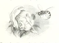 An illustration from Midsummer Eve: a fairy tale of love (1848)