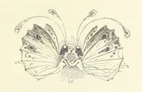 An illustration from Midsummer Eve: a fairy tale of love (1870)