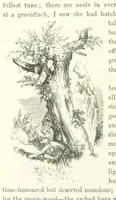 An illustration from Midsummer Eve: a fairy tale of love (1870)