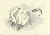 An illustration from Midsummer Eve: a fairy tale of love (1870)