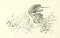An illustration from Midsummer Eve: a fairy tale of love (1870)