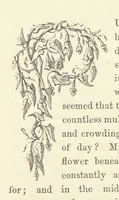 An illustration from Midsummer Eve: a fairy tale of love (1870)