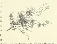 An illustration from Midsummer Eve: a fairy tale of love (1870)