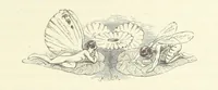 An illustration from Midsummer Eve: a fairy tale of love (1870)