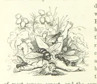 An illustration from Midsummer Eve: a fairy tale of love (1870)