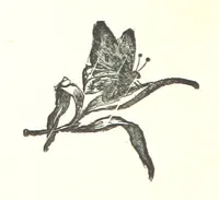 An illustration from Barbara Leybourne; a story of eighty years ago (1889)