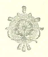 Picture 10 of 29 from Hanbury Mills. A study of contrasts. By the author of “Lady Betty” [C. R. Coleridge]. With ... illustrations by H. W. Petherick (1872), leaf 118
