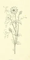 An illustration from Life Chords: comprising “Zenith,” “Loyal Responses,” and other poems. ... With ... illustrations by the Baroness H. von Cramm. [Edited by M. V. G. H., i.e. Maria V. G. Havergal (1880)