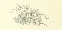 An illustration from Life Chords: comprising “Zenith,” “Loyal Responses,” and other poems. ... With ... illustrations by the Baroness H. von Cramm. [Edited by M. V. G. H., i.e. Maria V. G. Havergal (1880)