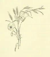 An illustration from Life Chords: comprising “Zenith,” “Loyal Responses,” and other poems. ... With ... illustrations by the Baroness H. von Cramm. [Edited by M. V. G. H., i.e. Maria V. G. Havergal (1880)