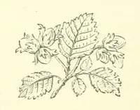 An illustration from Life Chords: comprising “Zenith,” “Loyal Responses,” and other poems. ... With ... illustrations by the Baroness H. von Cramm. [Edited by M. V. G. H., i.e. Maria V. G. Havergal (1880)