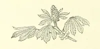An illustration from Life Chords: comprising “Zenith,” “Loyal Responses,” and other poems. ... With ... illustrations by the Baroness H. von Cramm. [Edited by M. V. G. H., i.e. Maria V. G. Havergal (1880)