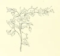 An illustration from Life Chords: comprising “Zenith,” “Loyal Responses,” and other poems. ... With ... illustrations by the Baroness H. von Cramm. [Edited by M. V. G. H., i.e. Maria V. G. Havergal (1880)